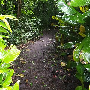 Pathway with crested wood partridge in Burgers' Bush (Sep 16th, 2018)