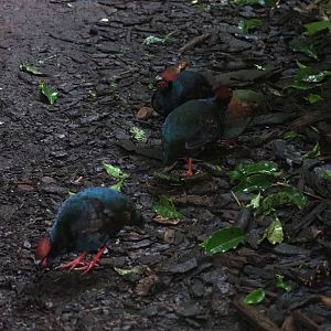 Crested wood partridge (Rollulus rouloul), Sep 16th, 2018
