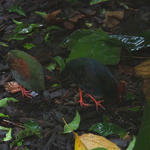 Crested wood partridge (Rollulus rouloul), Sep 16th, 2018