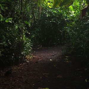 Rainforest pathway in Burgers' Bush (Sep 16th, 2018)