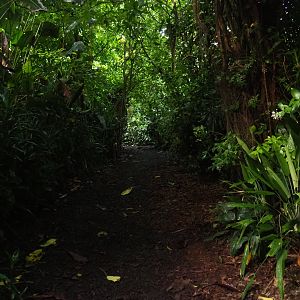 Rainforest pathway in Burgers' Bush (Sep 16th, 2018)