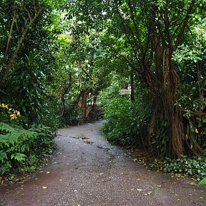 View of one of the main pathways in Burgers' Bush (Sep 16th, 2018)