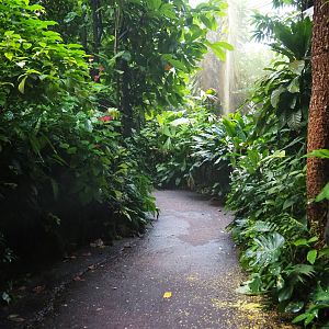 Walkway in the caiman section of the Bush (Sep 16th, 2018)