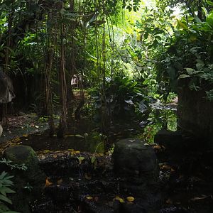 Broad-snouted caiman exhibit (Sep 2nd, 2018)