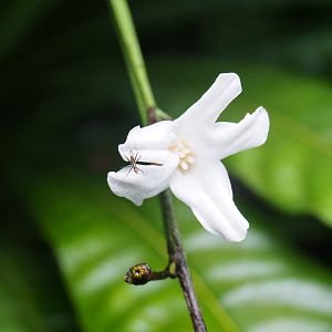 Black-lined cactus fly (Telostylinus lineolatus) on Brazilian red-coat (Erythrochiton brasiliensis), Sep 16th, 2018