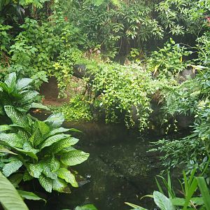 Broad-snouted caiman exhibit (Sep 2nd, 2018)