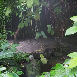 Red-footed tortoise exhibit (Sep 16th, 2018)