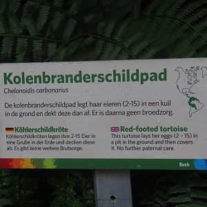 Sign red-footed tortoise (Sep 16th, 2018)