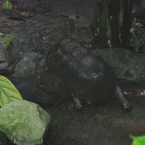 Red-footed tortoise (Chelonoidis carbonarius) taking a difficult route, Sep 16th, 2018