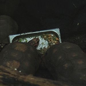 Red-footed tortoises (Chelonoidis carbonarius) feeding, Sep 16th, 2018