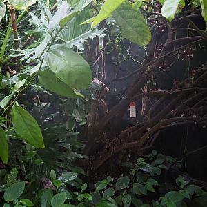 Aristolochia tree (Aristolochia arborea), Sep 16th, 2018