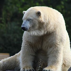 Polar Bear