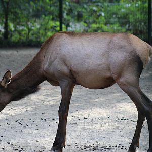 Manitoban Elk