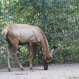 Tule Elk