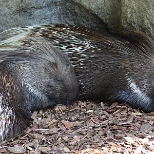 Indian Crested Porcupines