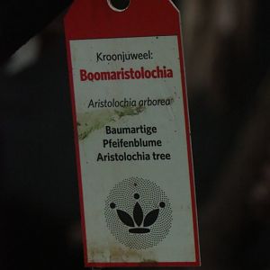 Botanical crown juwel sign on Aristolochia arborea (Sep 16th, 2018)