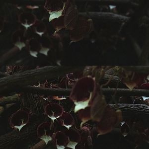 Aristolochia arborea flowers (Sep 16th, 2018)