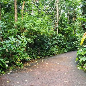 Road in Burgers' Bush (Sep 16th, 2018)