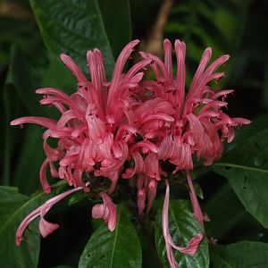 Brazilian plume flowers (Justicia carnea), Sep 16th, 2018