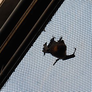 Rodriguez flying fox (Pteropus rodricensis), Sep 16th, 2018