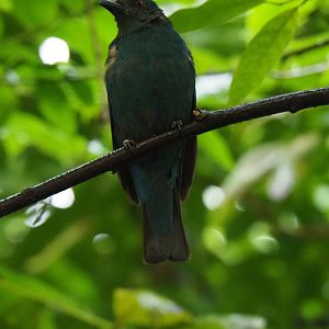 Female Asian fairy bluebird (Irena puella), Sep 16th, 2018