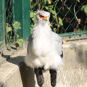 Secretarybird