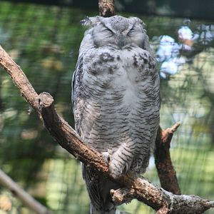 Arctic Great Horned Owl