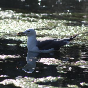 Black-Tailed Gull