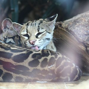 Central American Margay