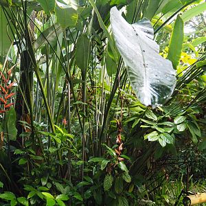 Big Heliconia collinsiana (Sep 16th, 2018)