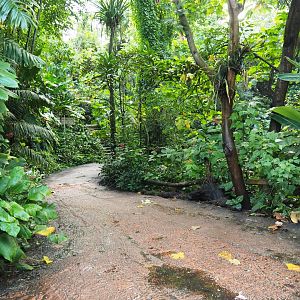 Burgers' Bush pathway (Sep 16th, 2018)