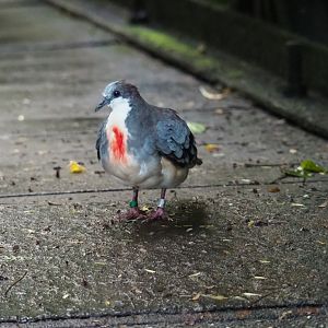Luzon bleeding heart pigeon (Gallicolumba luzonica), Sep 16th, 2018