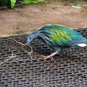 Nicobar pigeon (Caloenas nicobarica) collecting nesting material (Sep 16th, 2018)