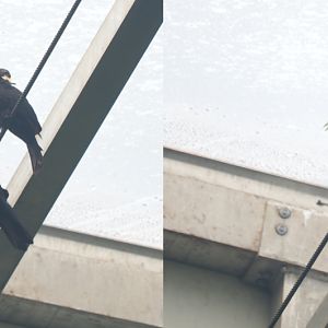 Red-rumped caciques (Cacicus haemorrhous), Sep 16th, 2018