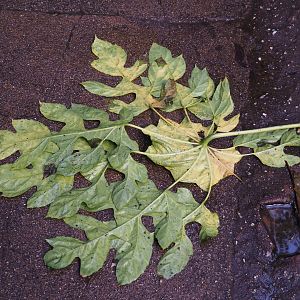 Big fallen leaf of the snowflake tree (Trevesia palmata), Sep 16th, 2018