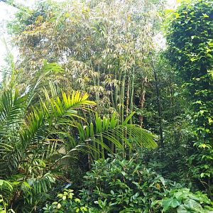 Foliage including giant bamboo (Sep 16th, 2018)