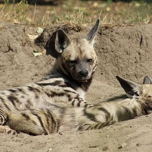 Arabian Striped Hyenas