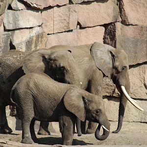 South African Elephants