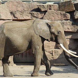 South African Elephant Bull