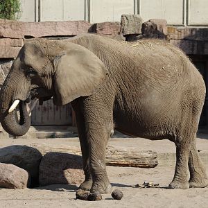 East African Elephant
