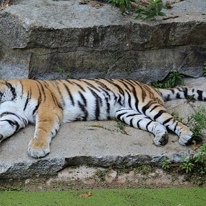 Amur Tiger