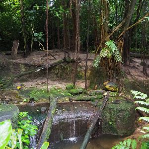 Asian small-clawed otter exhibit (Sep 16th, 2018)