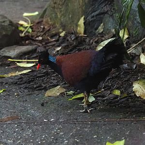 Green-naped pheasant pigeon (Otidiphaps nobilis), Sep 16th, 2018