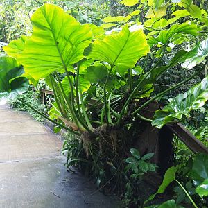 Elephant ears plant (Alocasia species), Sep 16th, 2018