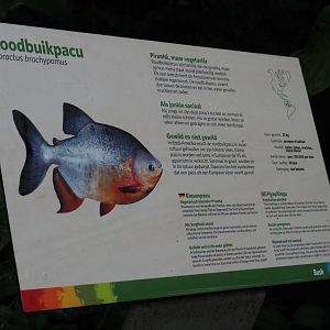 Sign pirapitinga (Sep 16th, 2018)