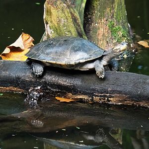 Yellow-spotted Amazon river turtle (Podocnemis unifilis), Sep 16th, 2018