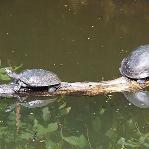 Yellow-spotted Amazon river turtles (Podocnemis unifilis), Sep 16th, 2018