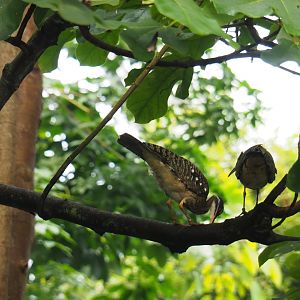 Sunbitterns (Eurypyga helias), Sep 16th, 2018