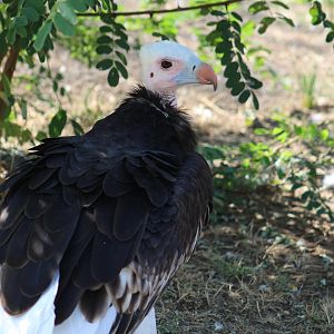 White-Headed Vulture