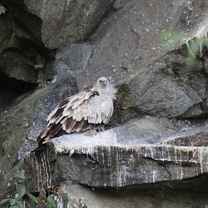 Himalayan Griffon Vulture